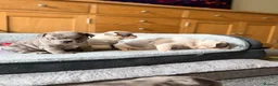 Mixed Breed dogs for sale: English Bulldog X French Bulldog Hybrids - Advert 5