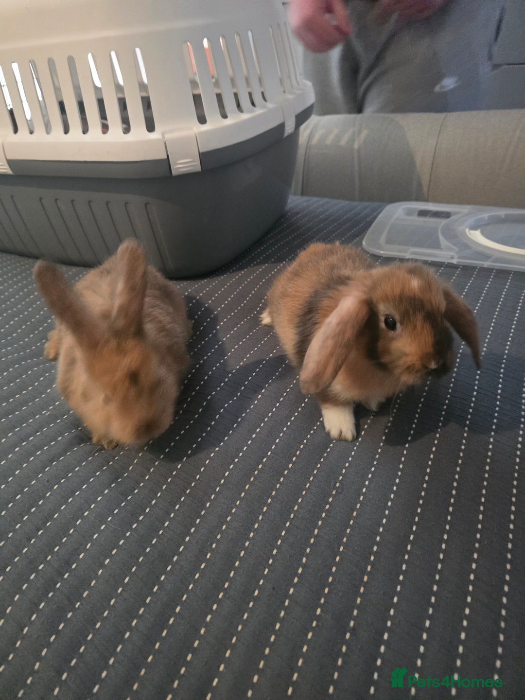 Mixed Breed rabbits for sale: Baby Bunnies - Advert 2