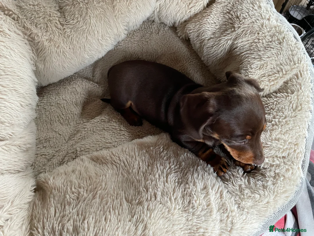 Miniature Dachshund dogs for sale: Beautiful litter of miniature daschunds  - Advert 5