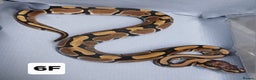 Python Snake reptiles for sale: Hatchling Royal Python's Females - Advert 8