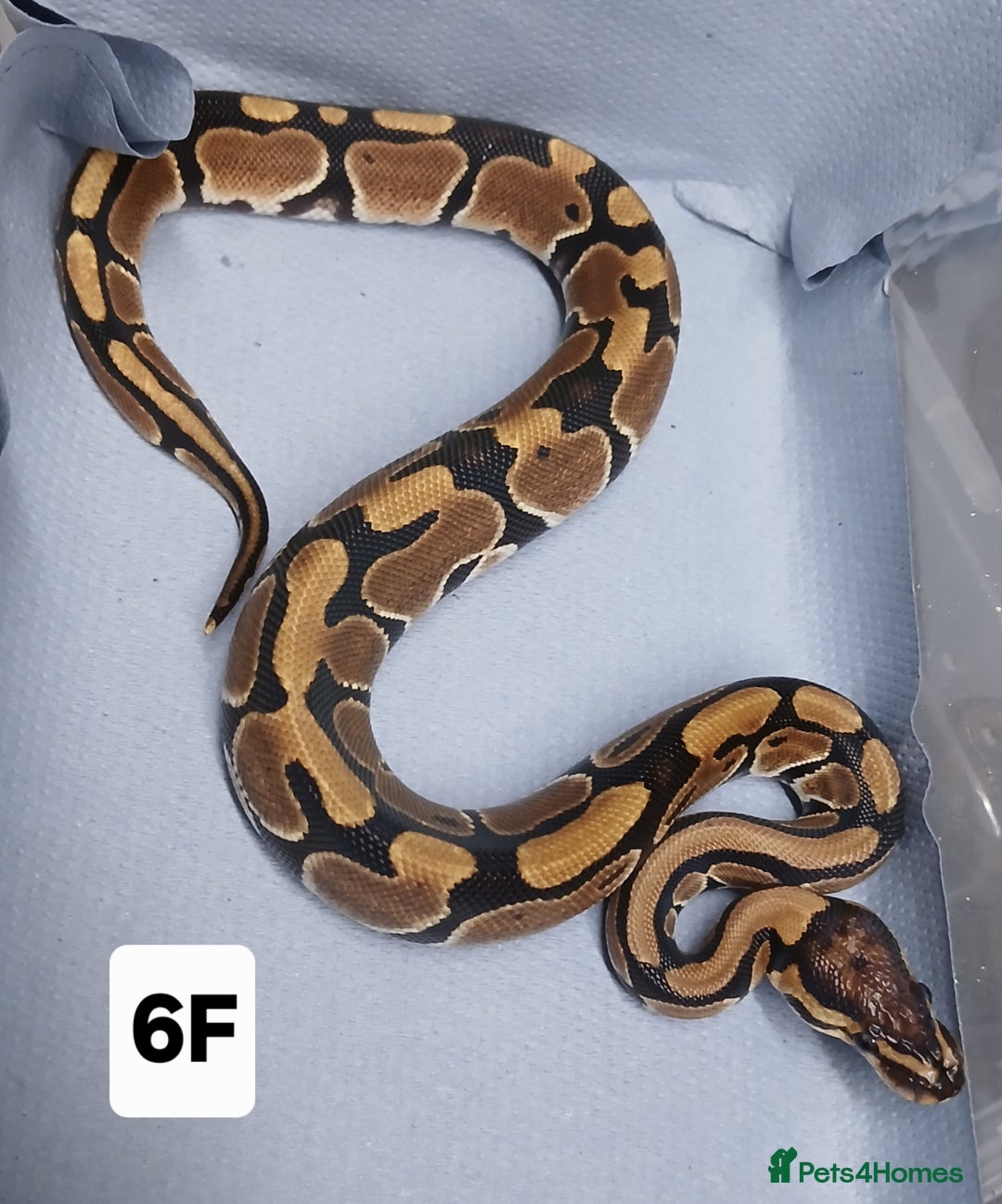 Python Snake reptiles for sale: Hatchling Royal Python's Females - Advert 8