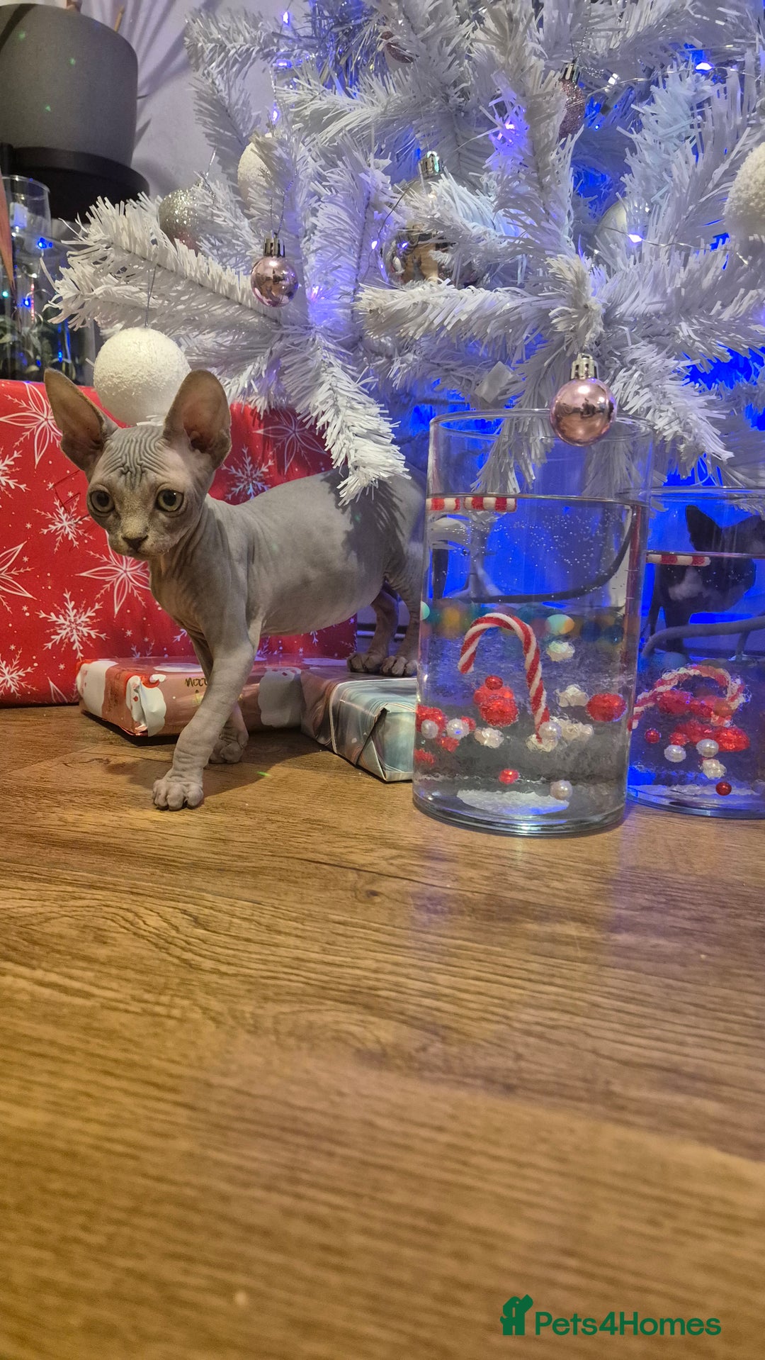 Sphynx cats for sale: Exclusive Sphynx Kittens Looking for Forever Homes - Advert 39