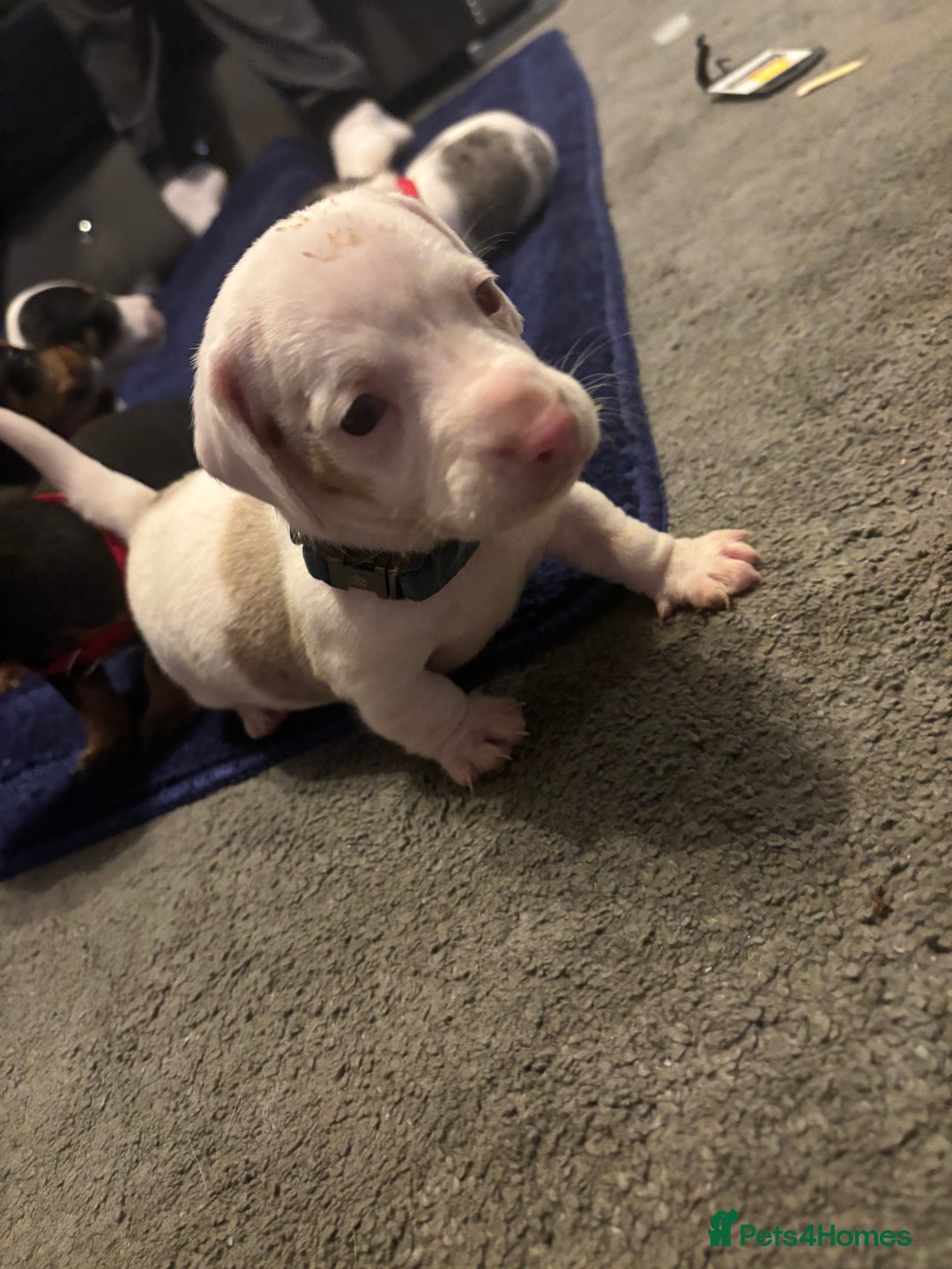 Dachshund dogs for sale: Pink and white albino chocolate dapple dachshund  - Advert 16