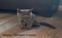 British Shorthair cats for sale: READY NOW. 3 Gorgeous Playful Affectionate BSH - Image 4