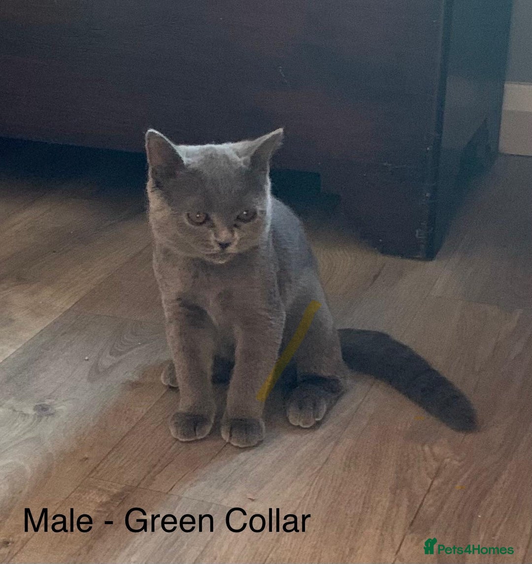 British Shorthair cats for sale: READY NOW. 3 Gorgeous Playful Affectionate BSH - Image 4