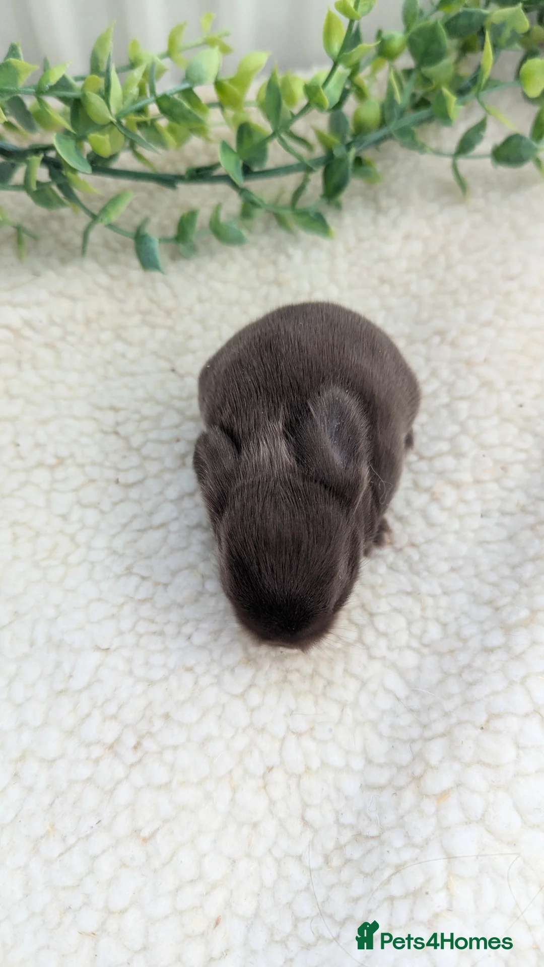 Mini Lop rabbits for sale: Mini lops in the nest  - Advert 5