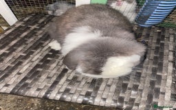 Mini Lop rabbits for sale: Mini lops  - Advert 27