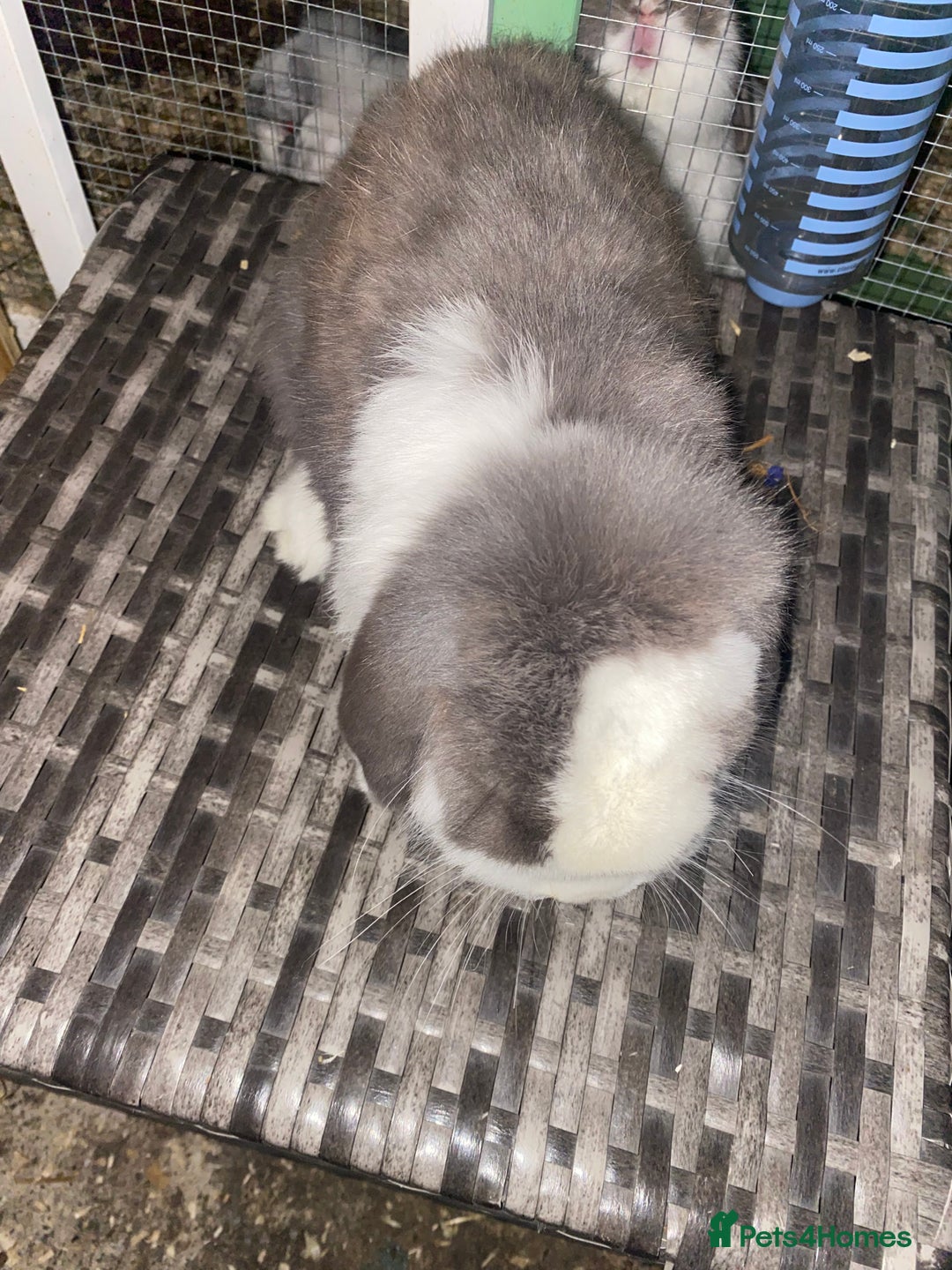 Mini Lop rabbits for sale: Mini lops  - Advert 27
