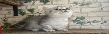 Munchkin Kitten 2