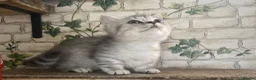 Munchkin cats for sale: ✨ Adorable TICA Registered Munchkin Kittens ✨ - Advert 25