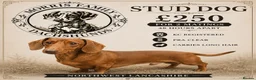 Miniature Dachshund dogs for stud: Stunning solid red miniature dachshund  - Advert 1