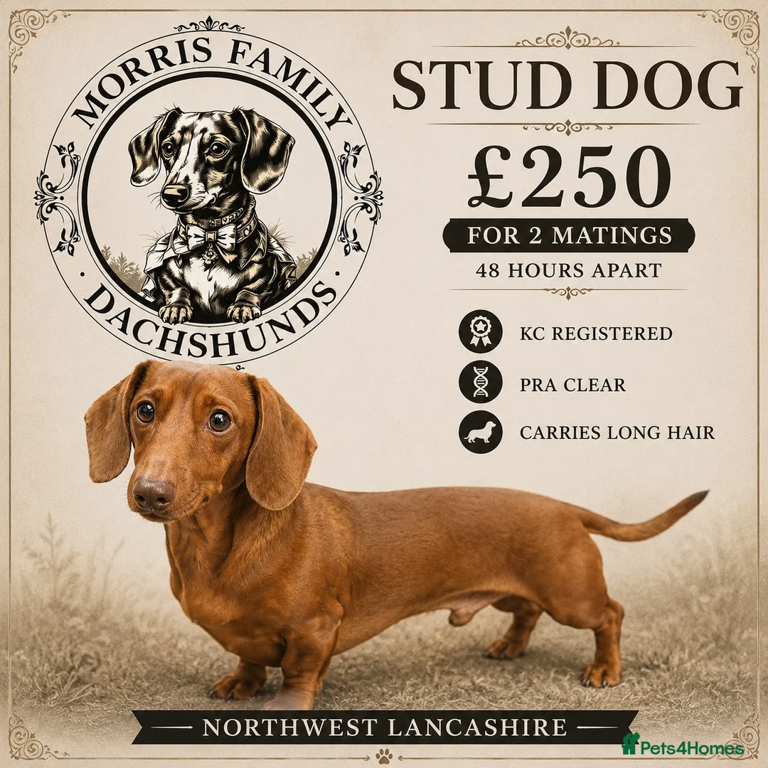 Miniature Dachshund dogs for stud: Stunning solid red miniature dachshund  - Advert 1