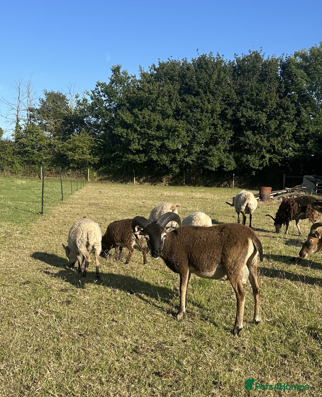 Sheep livestock for sale: 1 Year old Soay cross Boreray Ram for sale.  - Image 3