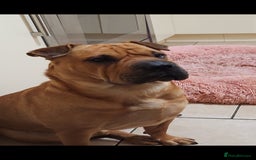 Shar Pei dogs for sale: Shar Pei puppies  - Image 10