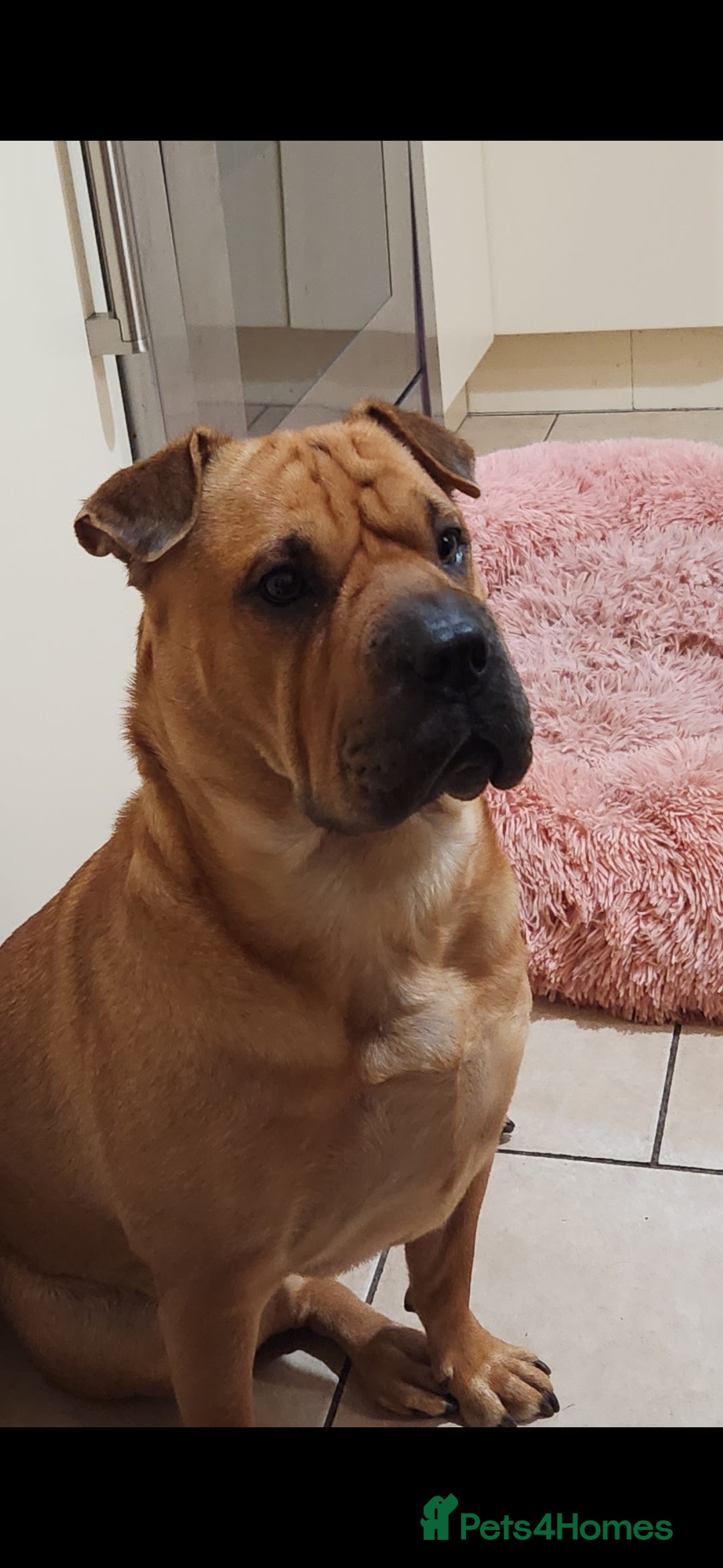 Shar Pei dogs for sale: Shar Pei puppies  - Image 10