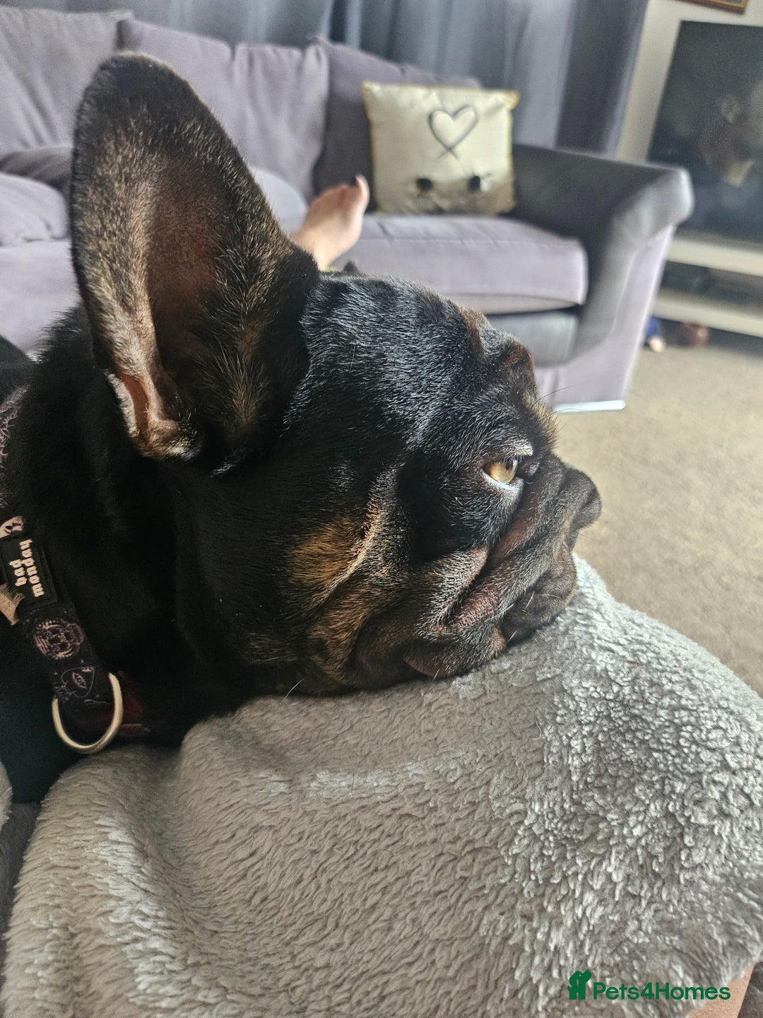 French Bulldog dogs for sale: Dugi is looking for his forever home  - Advert 9