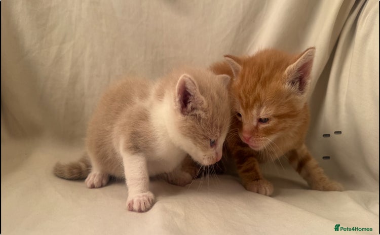 Mixed Breed cats - Advert 8