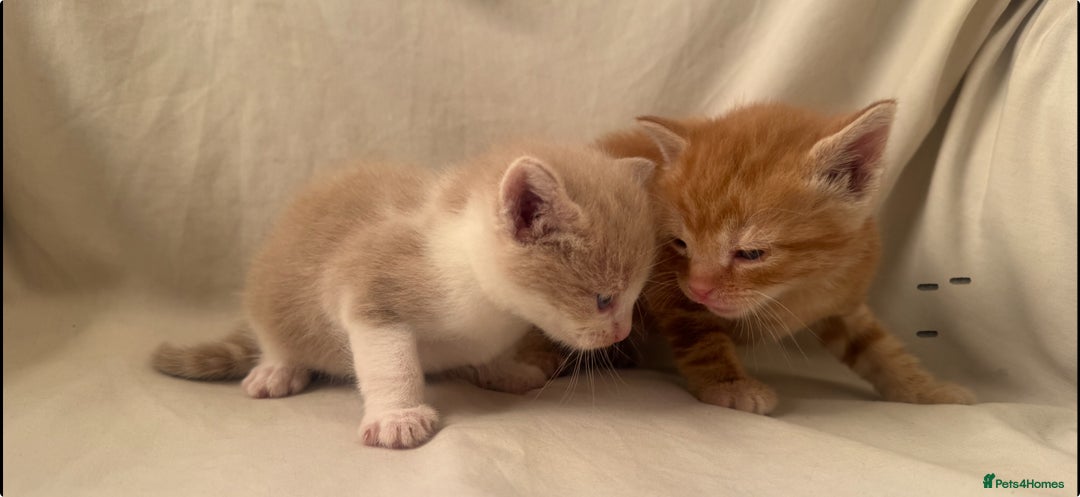 Mixed Breed cats for sale: Beautiful British shorthair cross kittens for sale - Image 1