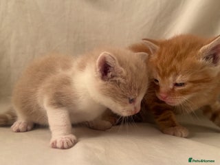 Mixed Breed cats - Advert 5