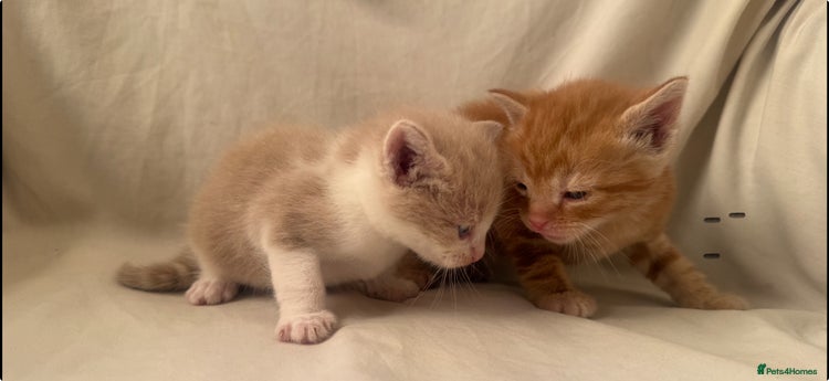 Mixed Breed cats - Advert 4
