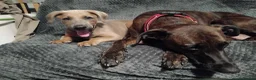 Lurcher dogs for sale: 8 week old male lurcher puppy  in Clacton-on-Sea - Advert 8