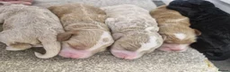 Sproodle dogs for sale: Male sproodle puppy in Rotherham - Advert 4