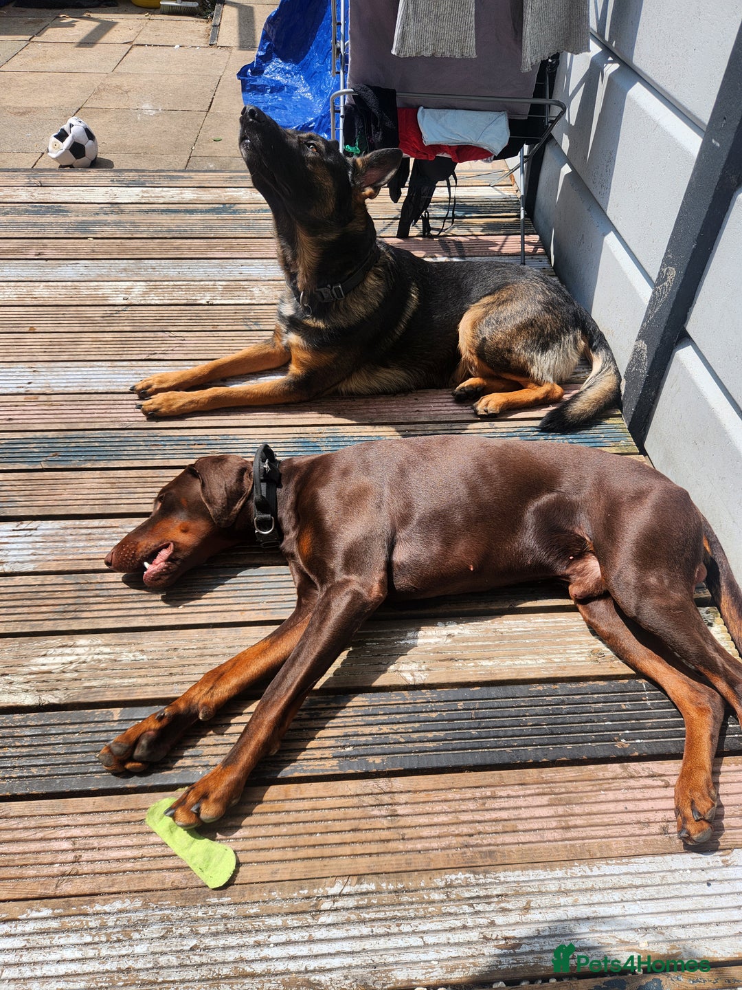 Dobermann dogs for sale: Dobermann  - Advert 4