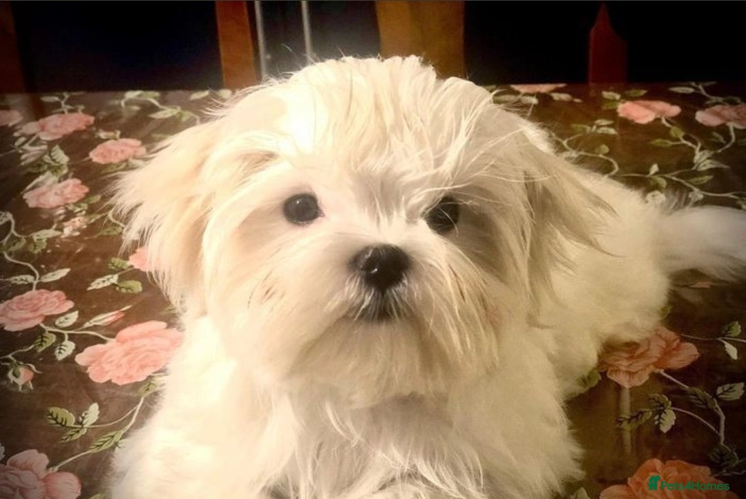 Maltese dogs for sale: Tiny Korean maltese - Advert 6