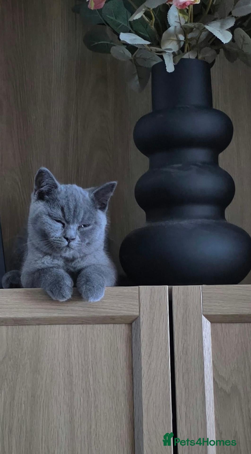British Shorthair cats for sale: British Shorthair Needs New Home - Advert 1