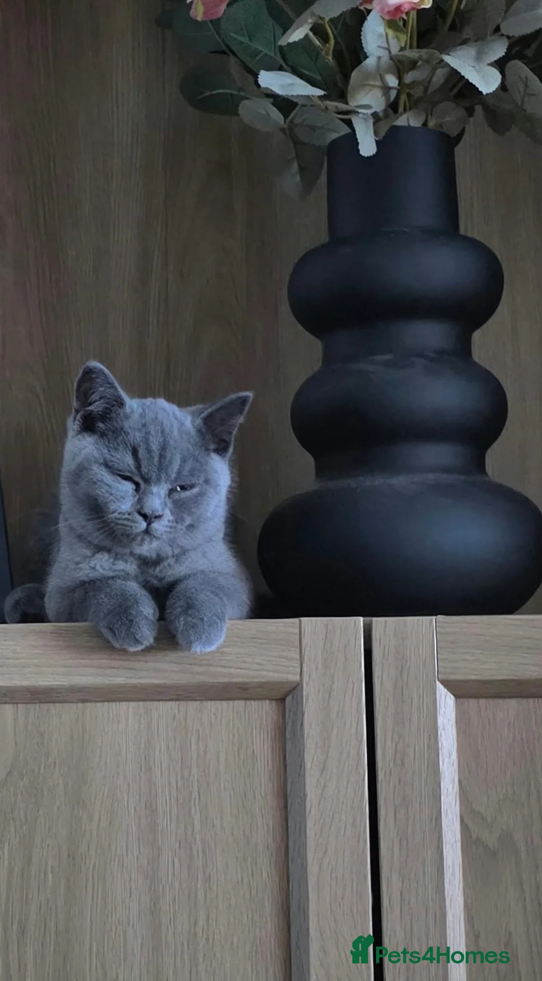 British Shorthair cats for sale: British Shorthair Needs New Home in Bury - Advert 1
