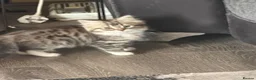 Persian cats for sale: PERSIAN CHINCHILLAS KITTENS X - Advert 1