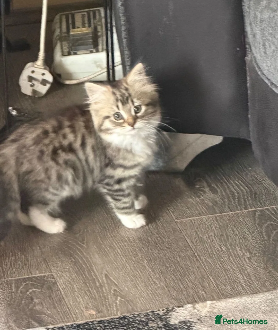 Persian cats for sale: PERSIAN CHINCHILLAS KITTENS X - Advert 1