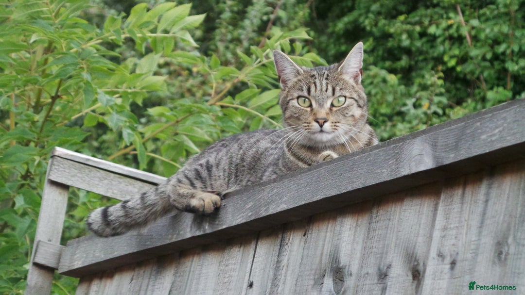 Bengal cats for sale: 🐾 BeautifulBengal Cat for Sale — Meet Cricket 🐾 - Image 5