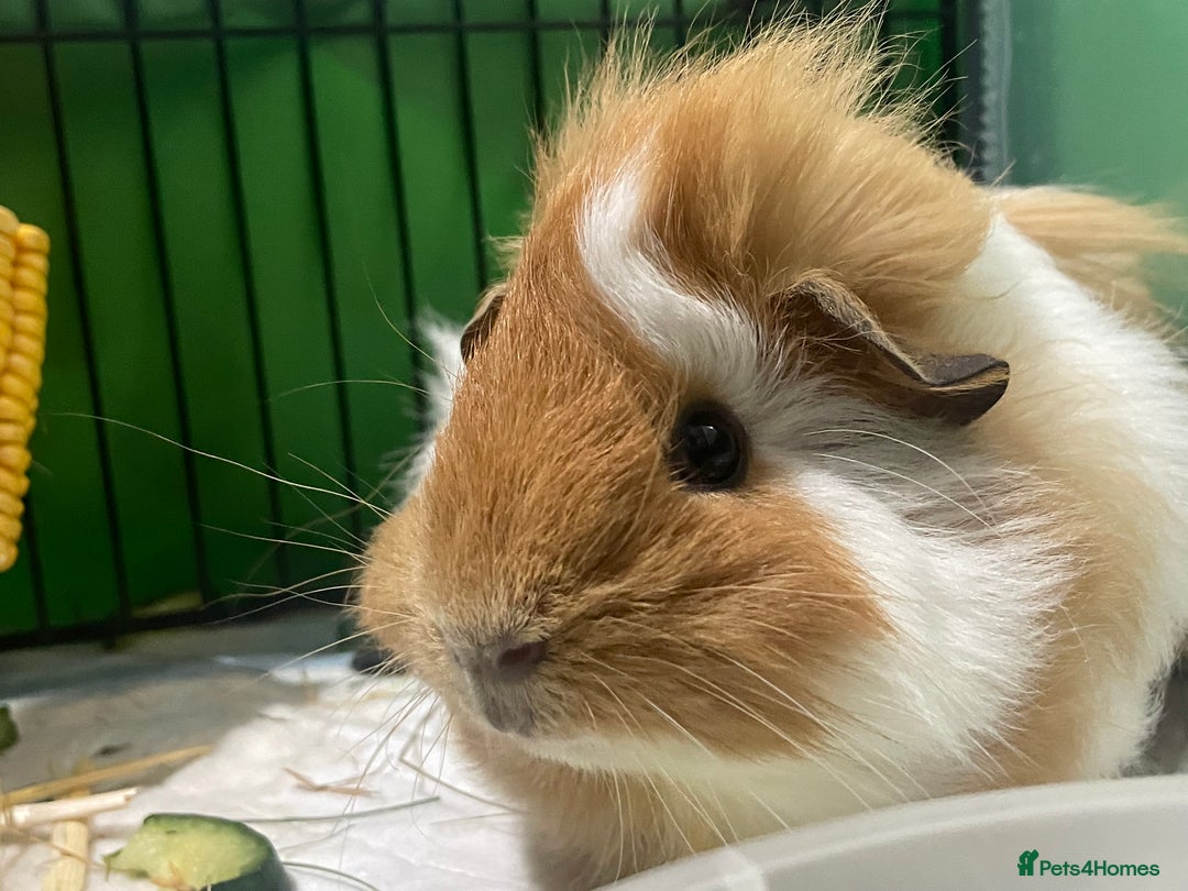 Guinea Pig rodents for sale: Two male guinea pigs  - Advert 8