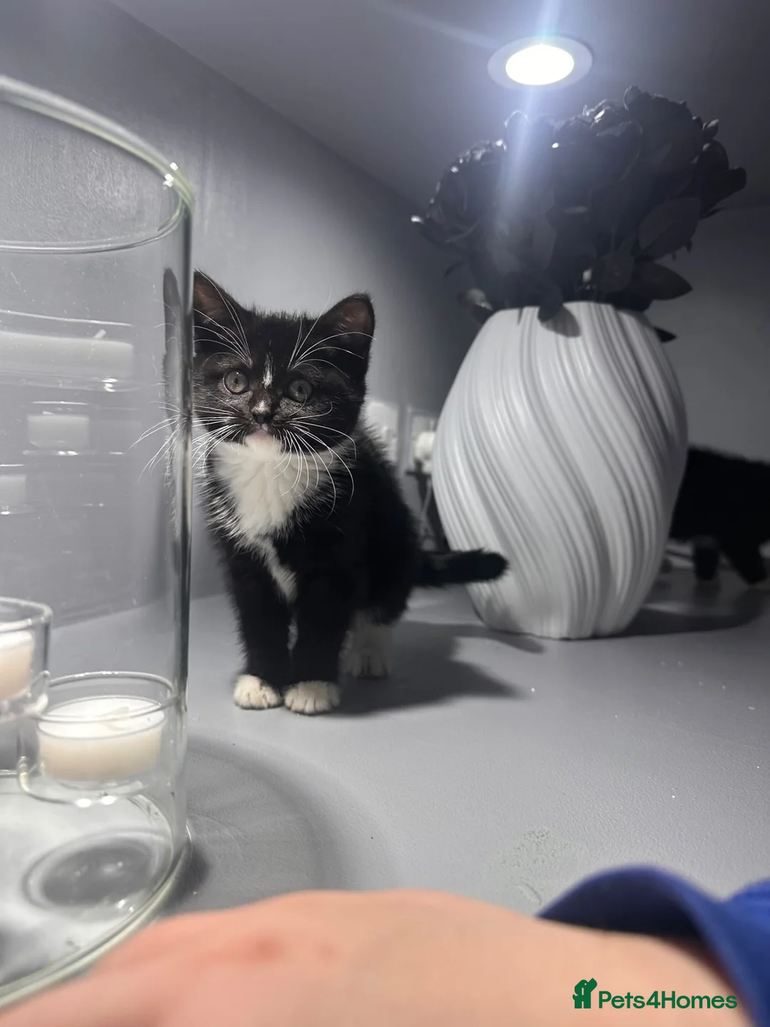 British Shorthair cats for sale: Beautiful British Shorthair Kittens 💙💗 - Advert 11
