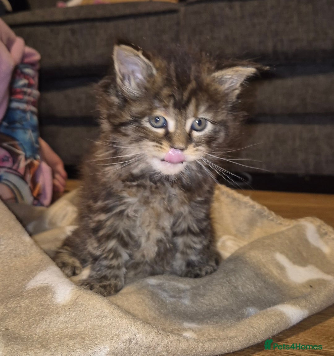 Maine Coon cats for sale: Russian /xxl maine coon - Advert 37