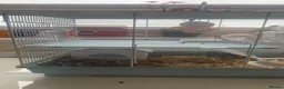 Hamster rodents for sale: male dwarf hamster with cage and accessories  in North Shields - Advert 5