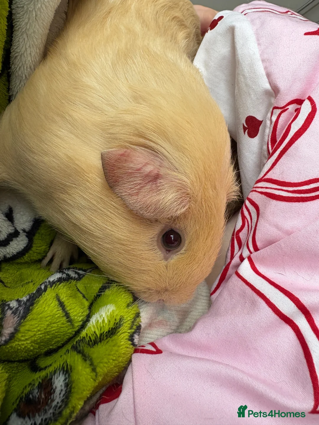 Guinea Pig rodents for sale: 2x male Guinea Pigs  - Advert 5