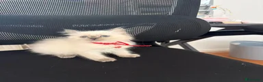 Ragdoll 5
