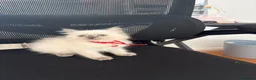 Ragdoll cats for sale: 8 ragdoll in Liverpool - Advert 10