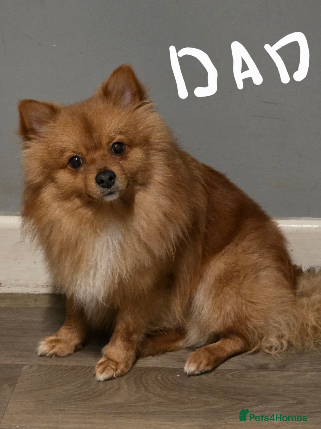 Pomeranian dogs for sale: Pomeranian  - Advert 7