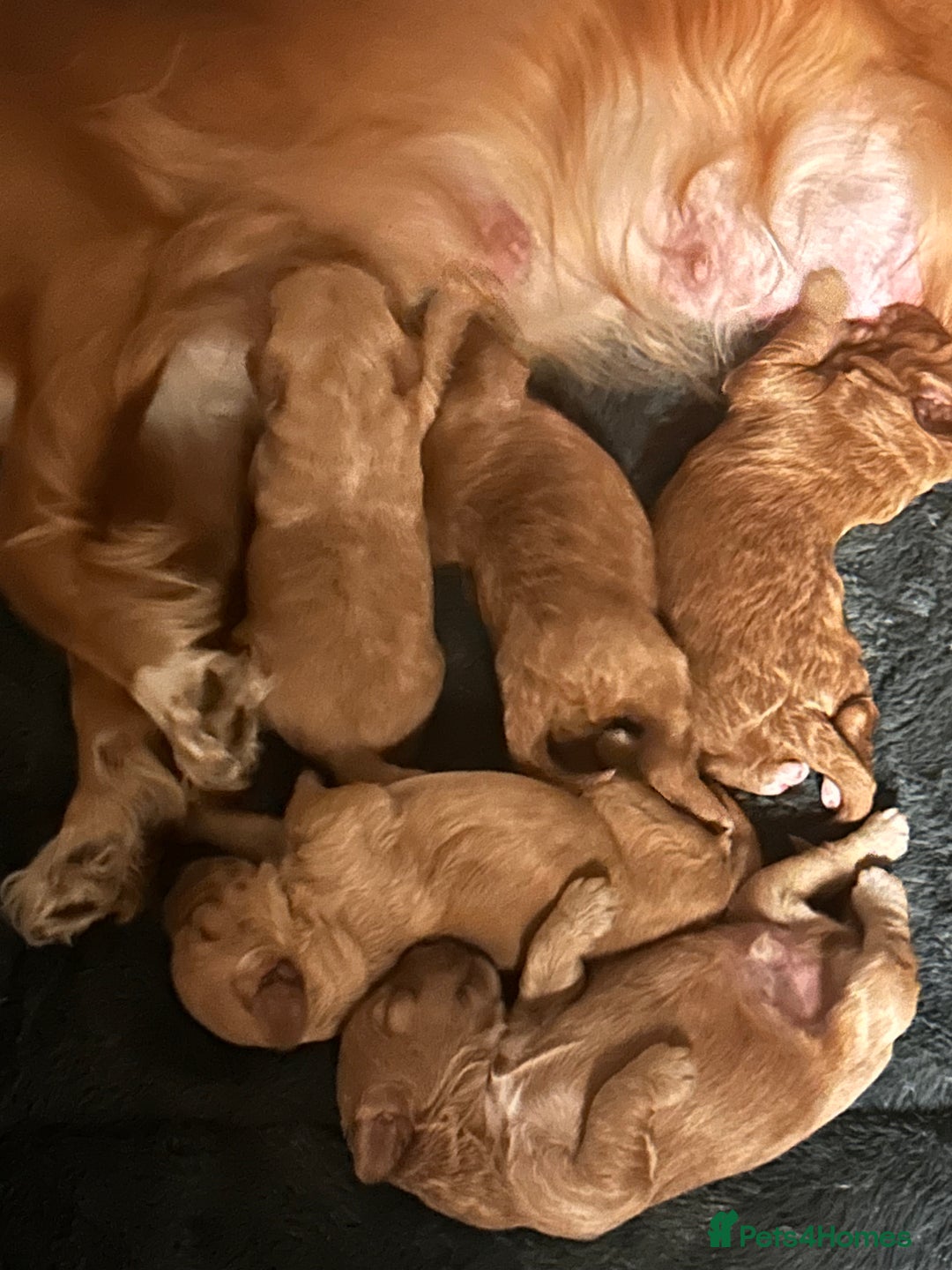 Cockapoo dogs for sale: Cockapoos x 5 2 girls 3 boys f1 - Image 3