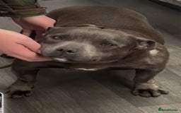 Staffordshire Bull Terrier dogs for sale: BOSS SOLID BLUE BOY SHORT & STOCKY TYPE  - Image 4