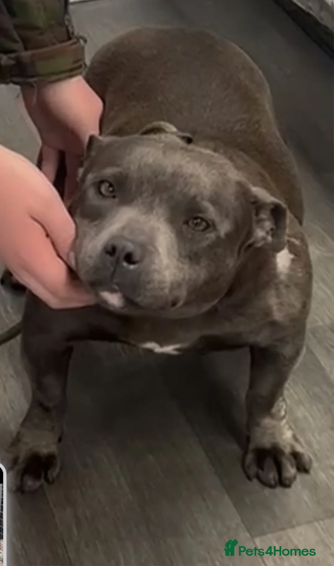 Staffordshire Bull Terrier dogs for sale: JACKPOT SOLID BLACK BOY SHORT & STOCKY TYPE  - Advert 4