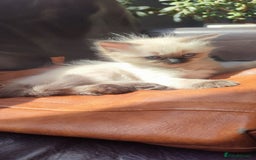 Ragdoll cats for sale: Beautiful Ragdoll kittens - Image 24