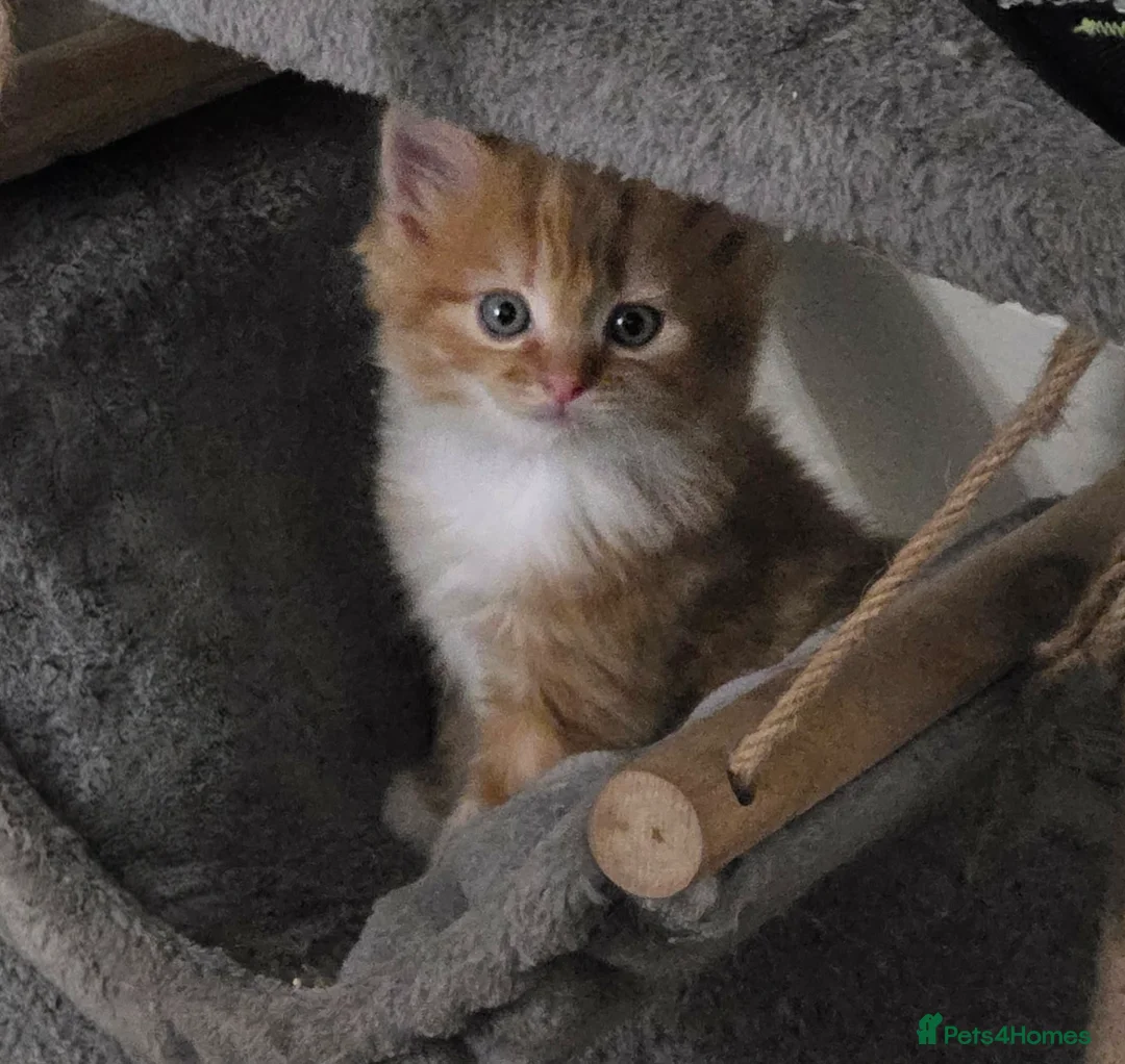 Mixed Breed cats for sale: GINGER AND WHITE FUZZ BALL - Advert 4