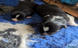 Border Collie dogs for sale: Border collie puppies, merl/black white - Image 4