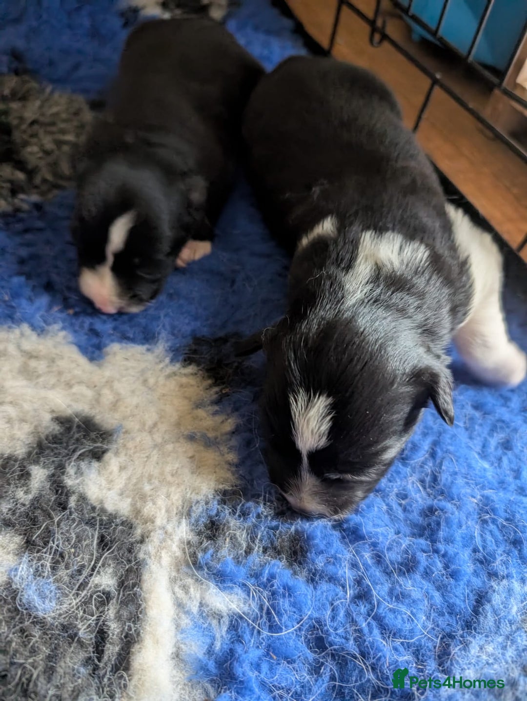 Border Collie dogs for sale: Border collie puppies, merl/black white - Image 4