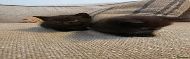 British Shorthair 6
