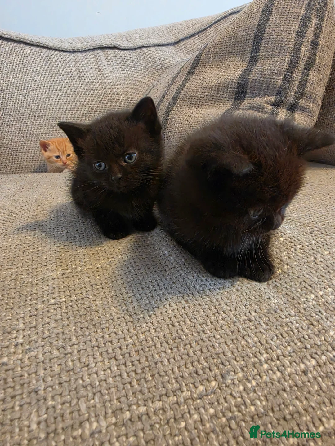 British Shorthair cats for sale: Kittens for sale - Advert 2